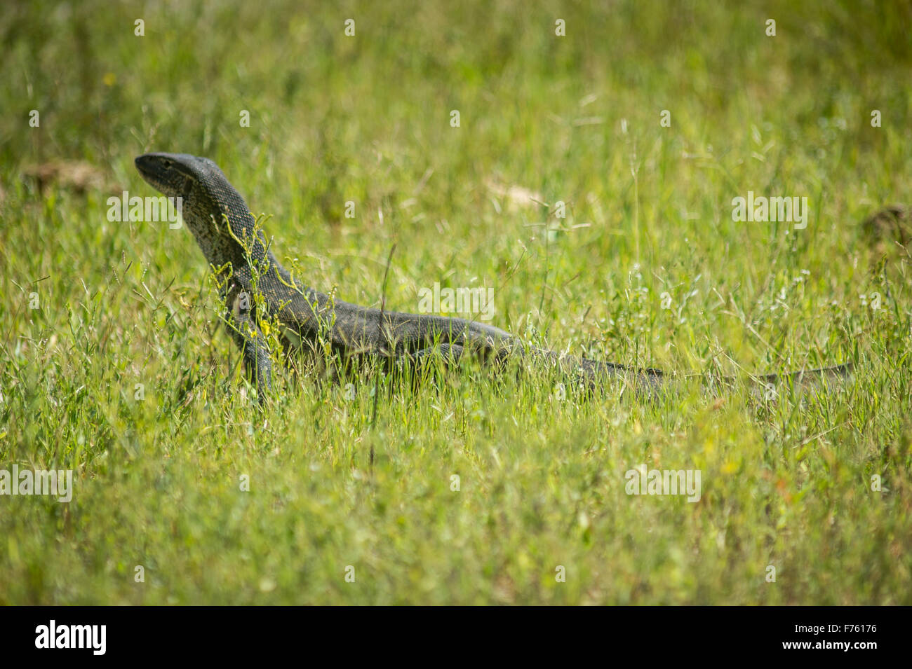 Kasane, Botswana - Chobe National Park Monitor Lizard (Varanus) Stock Photo