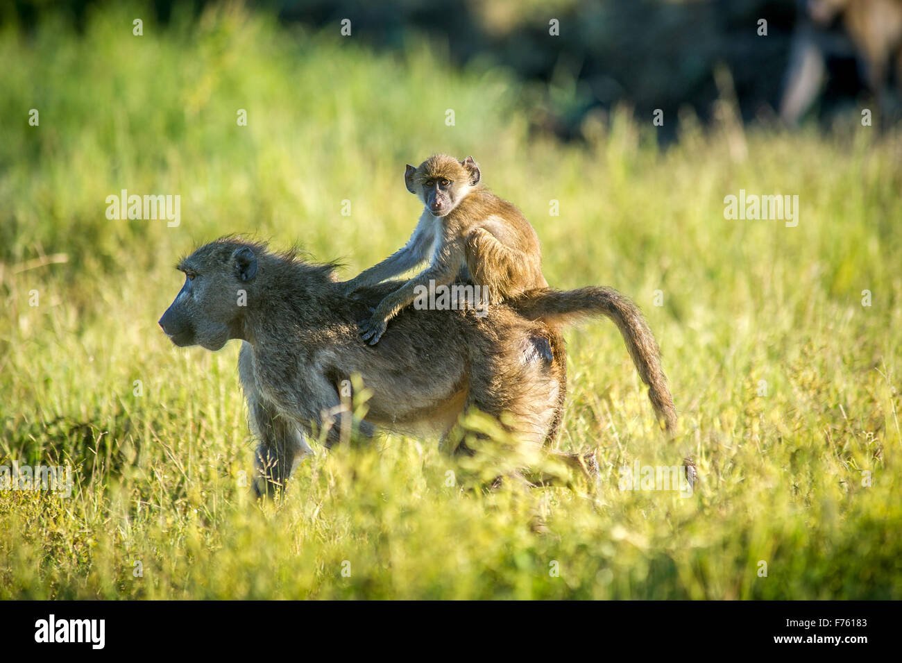 Kasane, Botswana - Chobe National Park Chacma Baboon (Papio ursinus) Stock Photo