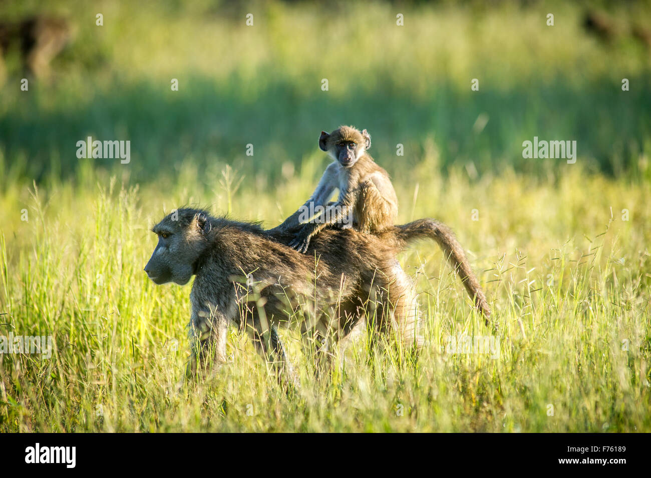 Kasane, Botswana - Chobe National Park Chacma Baboon (Papio ursinus) Stock Photo