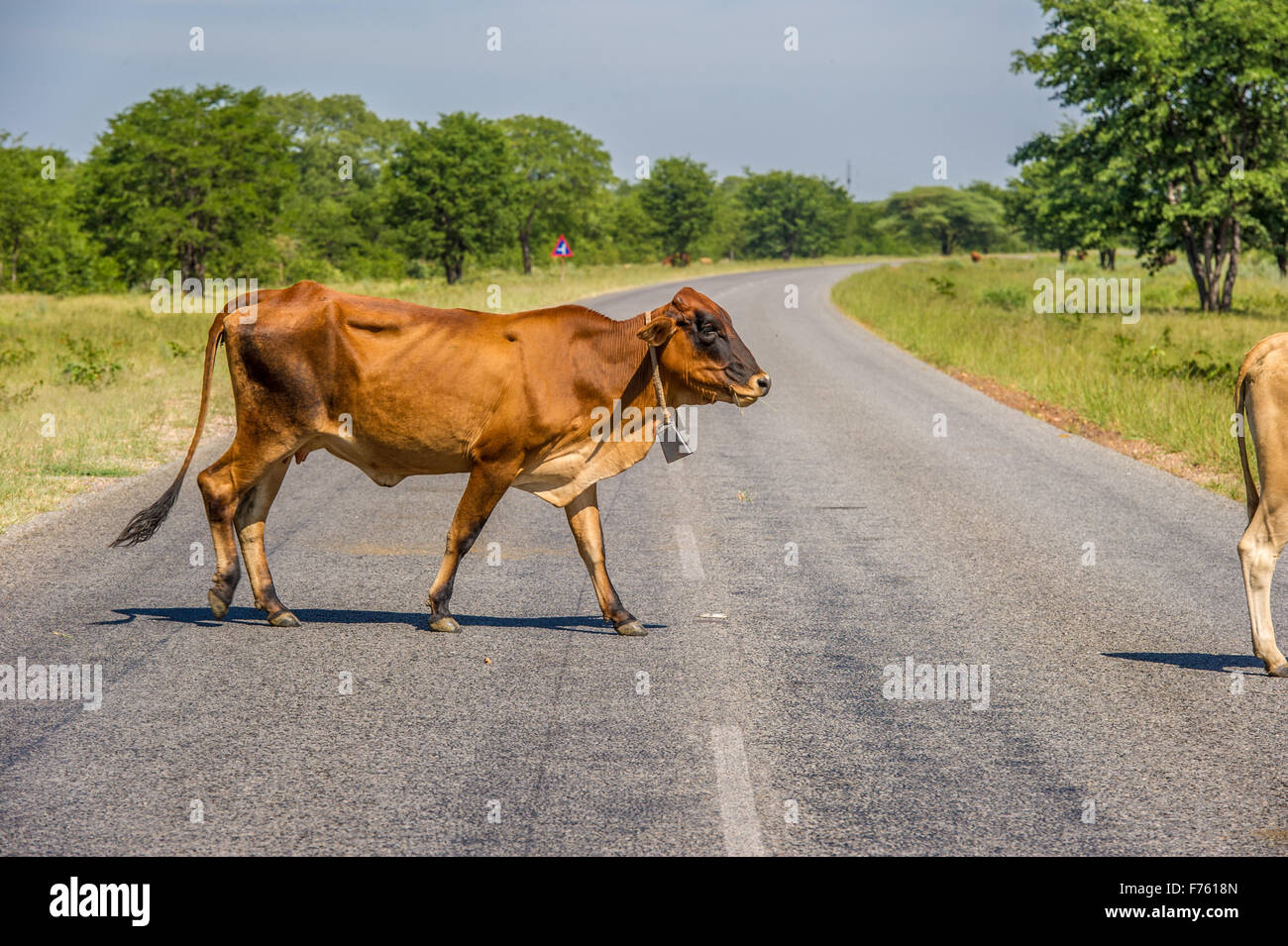 Francistown , Botswana -  Free range cattle in roadway Stock Photo