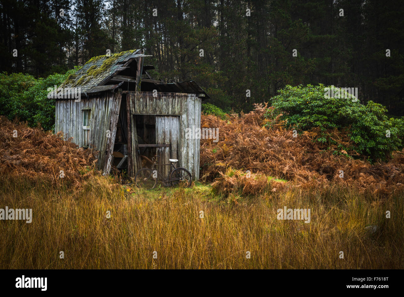 Delapidated wooden shed in a forest setting with parked bicycle and autumn colours. Stock Photo