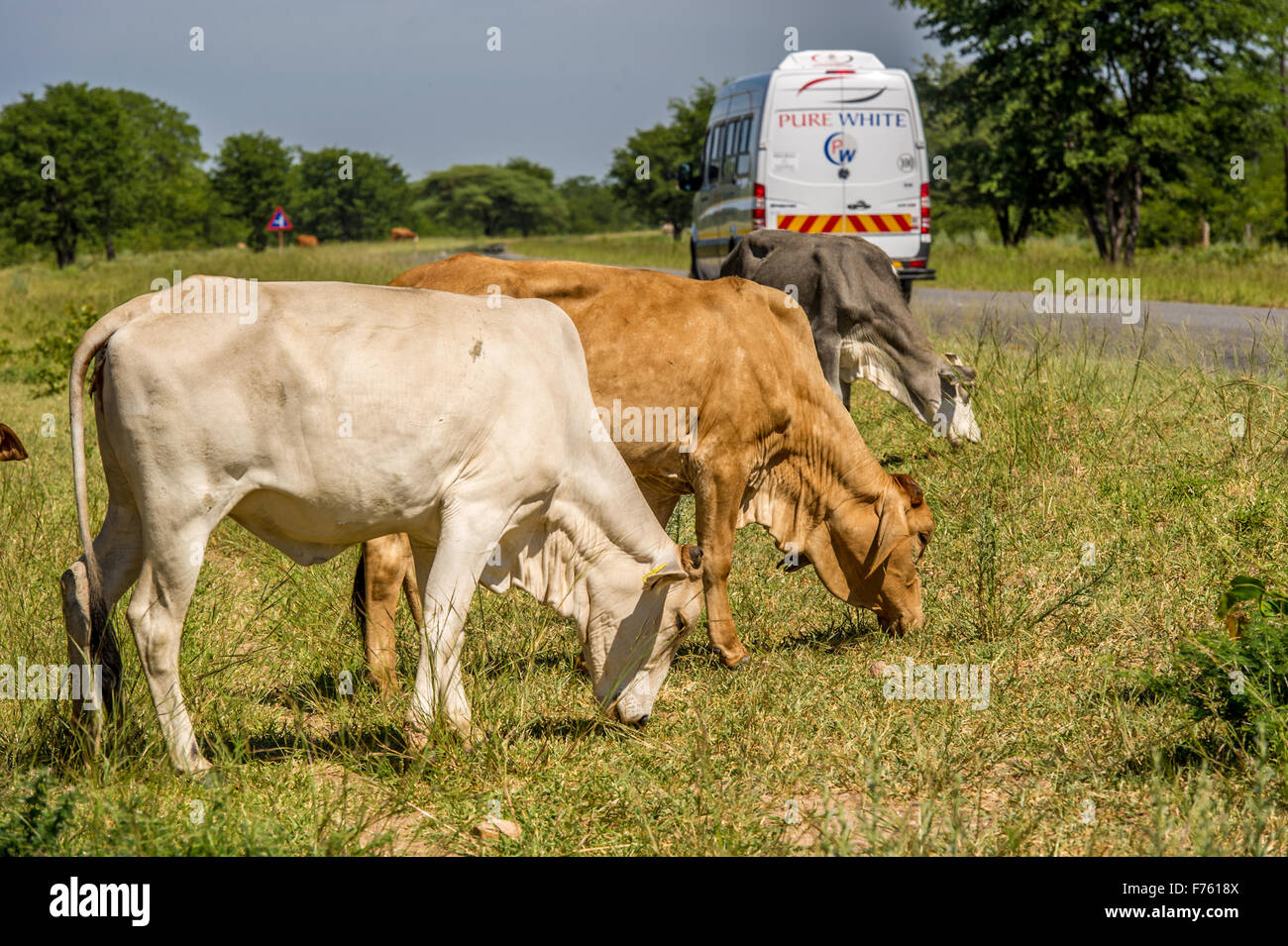 Francistown , Botswana -  Free range cattle in roadway Stock Photo
