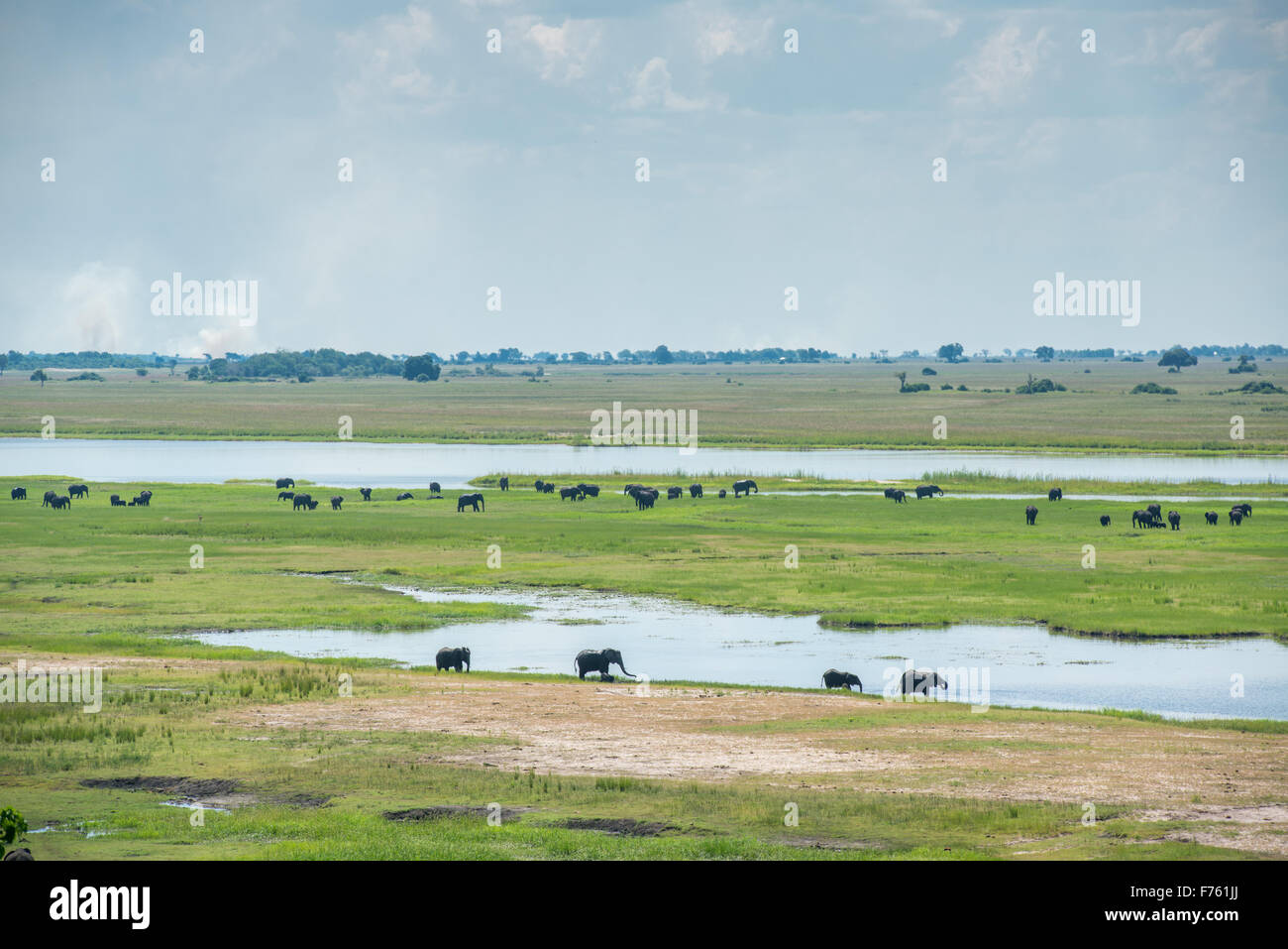 Kasane, Botswana - Chobe National Park African Elephants (Loxodonta) Stock Photo