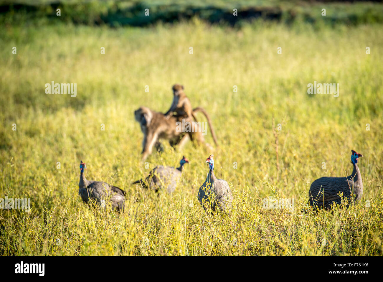 Kasane, Botswana - Chobe National Park Chacma Baboon (Papio ursinus) and Guinea Fowl (Numididae) Stock Photo