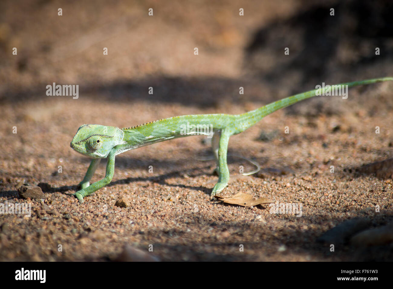 SOUTH AFRICA- Kruger National Park Chameleon (Chamaeleonidae) Stock Photo