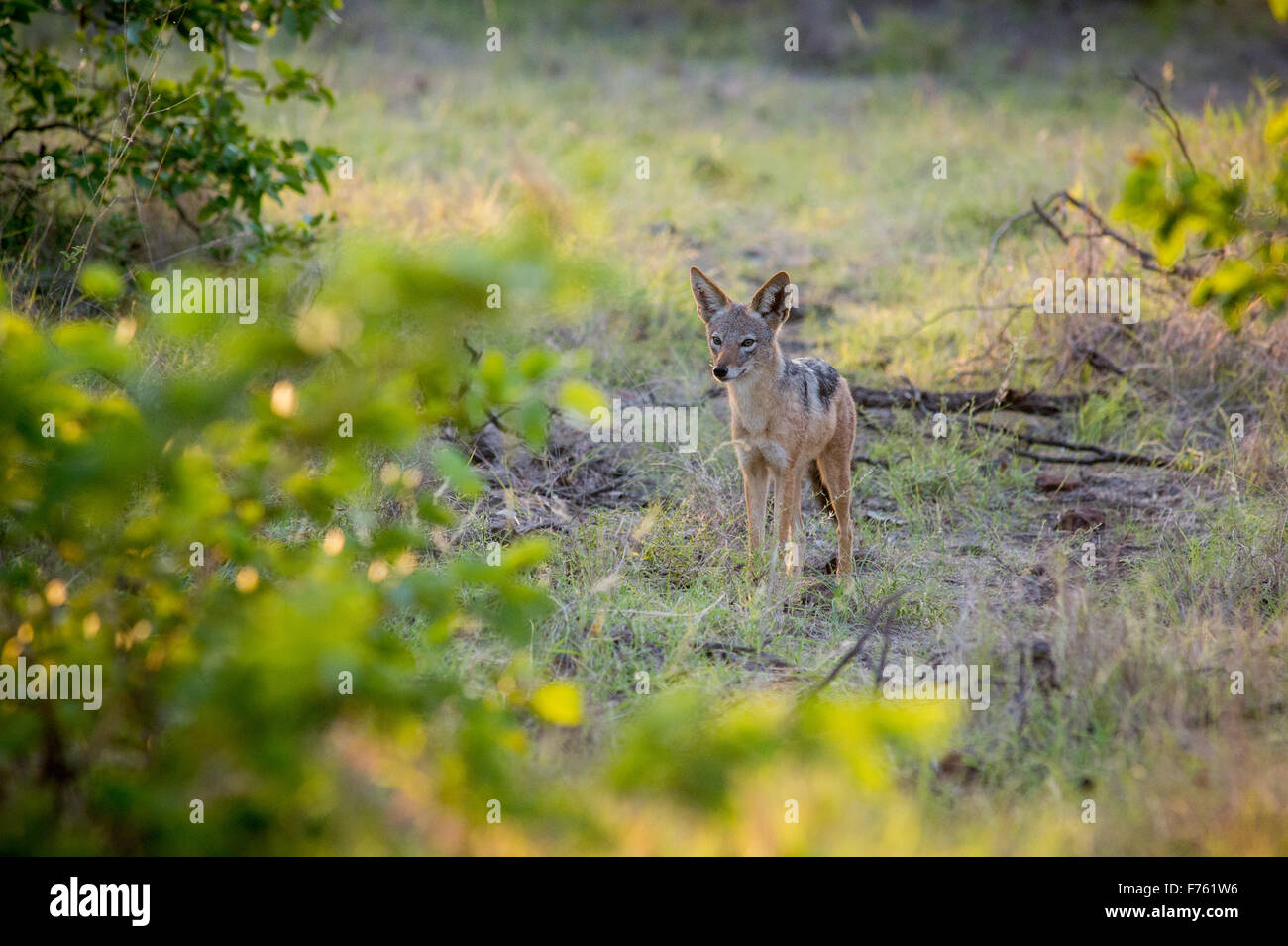 SOUTH AFRICA- Kruger National Park Black-backed Jakal (Canis mesomelas) Stock Photo