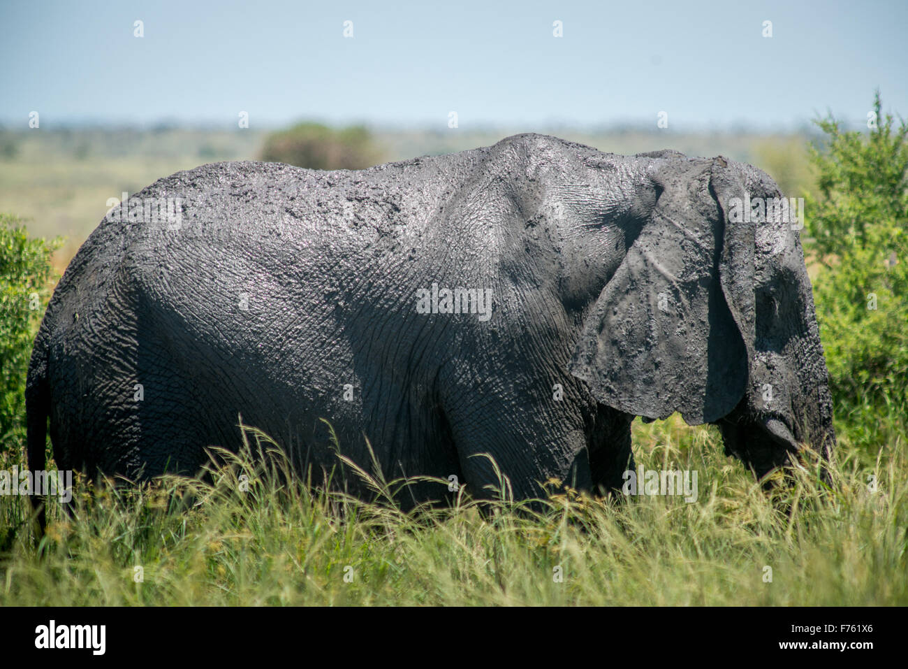 SOUTH AFRICA- Kruger National Park  African Elephant (Loxodonta) Stock Photo
