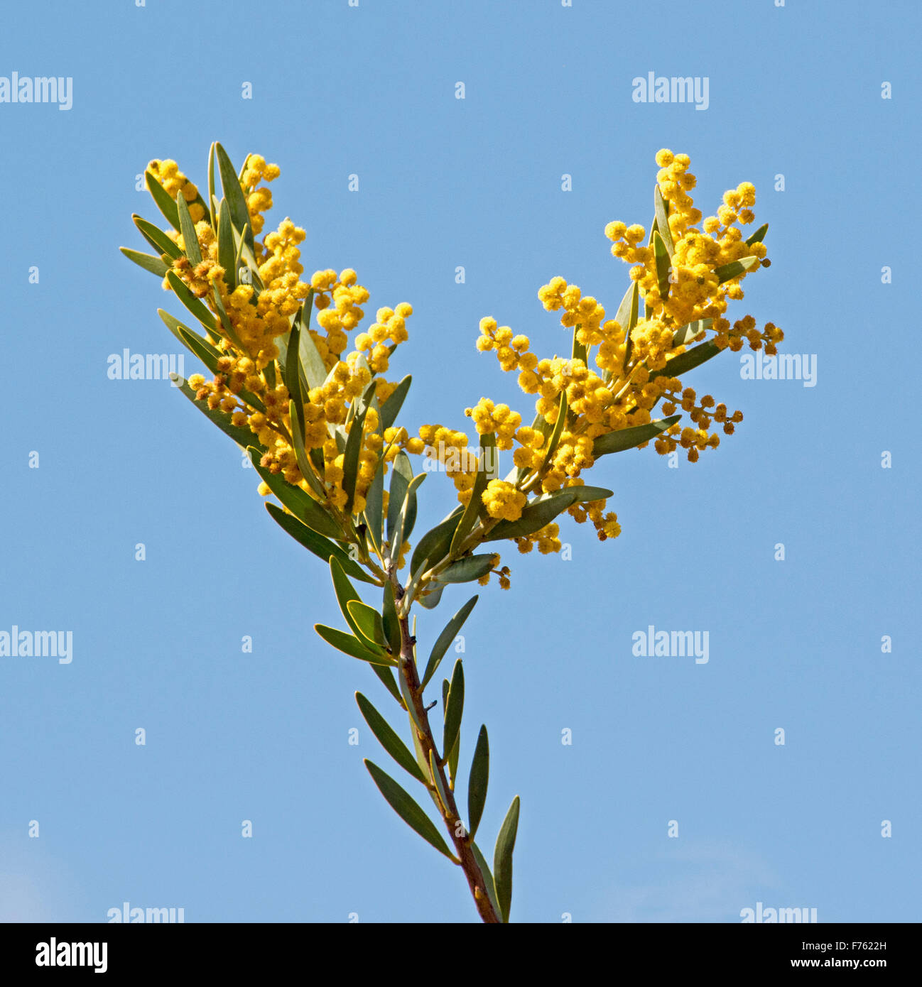 Cluster of golden yellow flowers & green leaves of Acacia toondulya, Australian wattle, beautiful wildflowers against blue sky Stock Photo