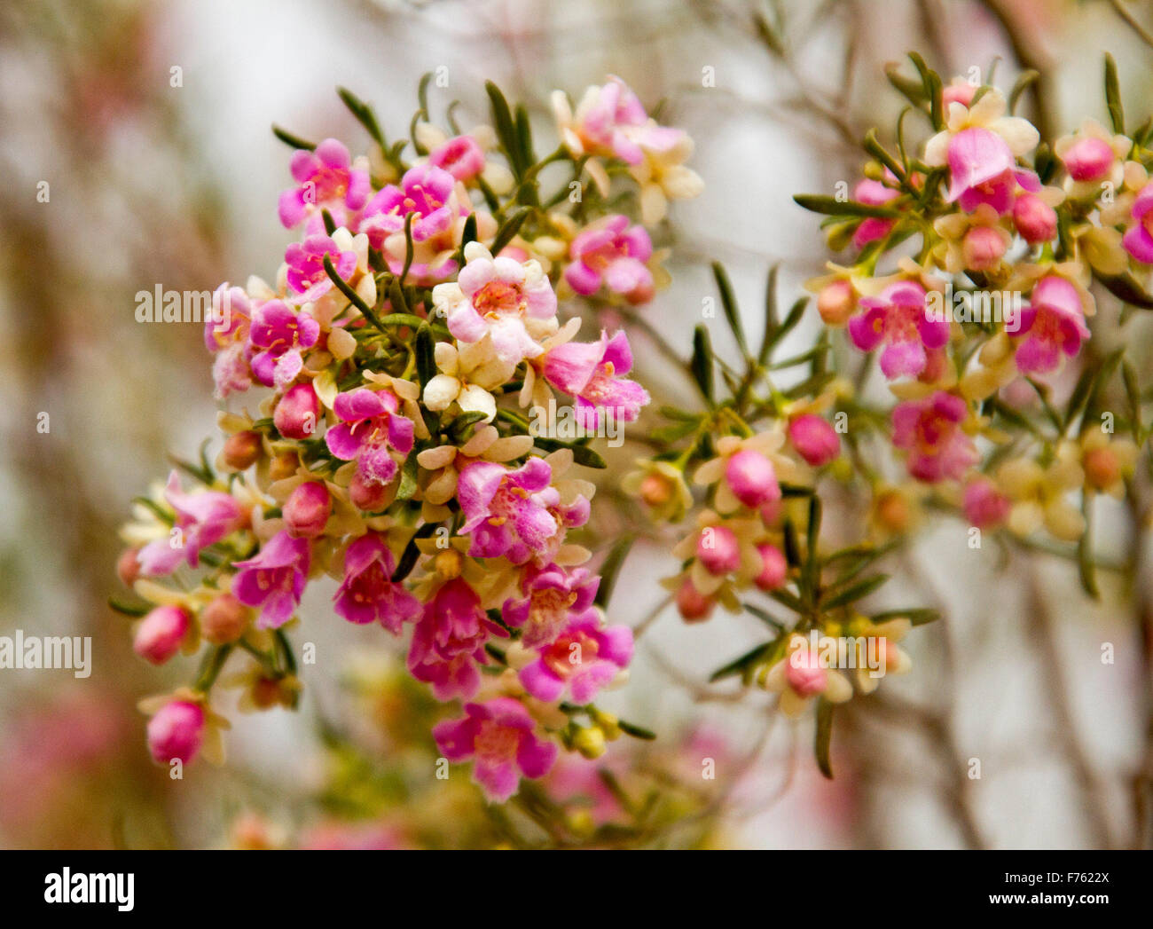 Cluster of pink flowers & green leaves of Eremophila sturtii, Turpentine emu bush,  wildflowers in outback Australia, on pale background Stock Photo
