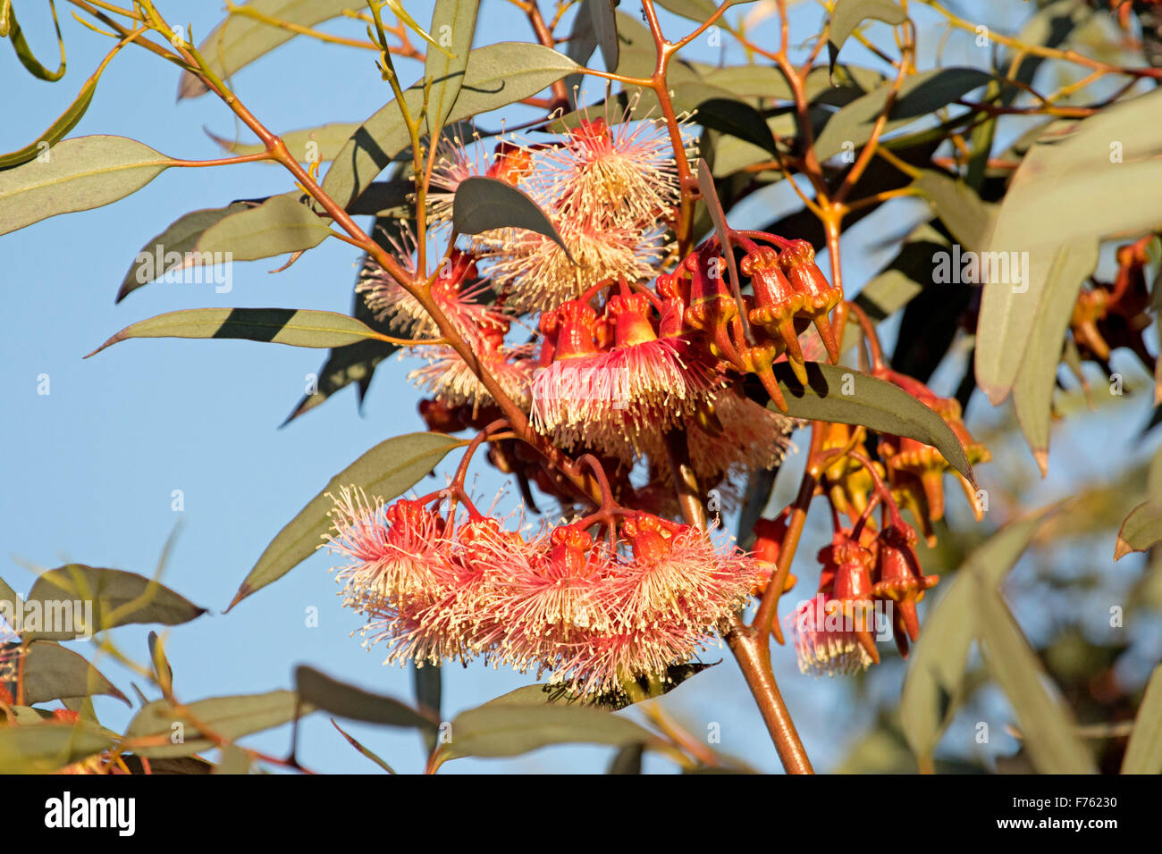 Cluster of red / pink flowers, buds & grey green leaves of Eucalyptus torquata, Australian Coral Gum tree against blue sky in outback Australia Stock Photo