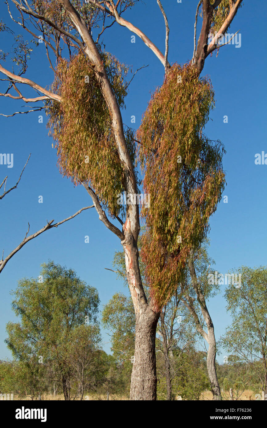 Box mistletoe, Amyema miquelii, growing on tall eucalyptus tree under blue sky in outback Queensland Australia Stock Photo
