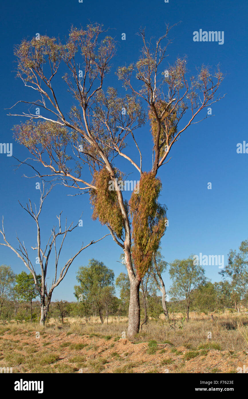 Box mistletoe, Amyema miquelii, growing on tall eucalyptus / gum tree under blue sky in outback Queensland Australia Stock Photo