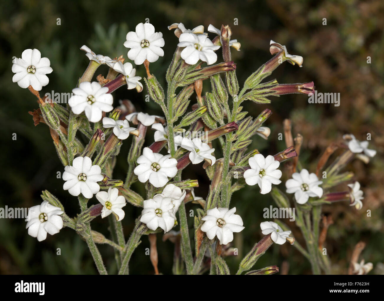 Cluster of pretty white perfumed flowers of Nicotinia velutina, native/ velvet tobacco growing in outback Australia, on dark background Stock Photo