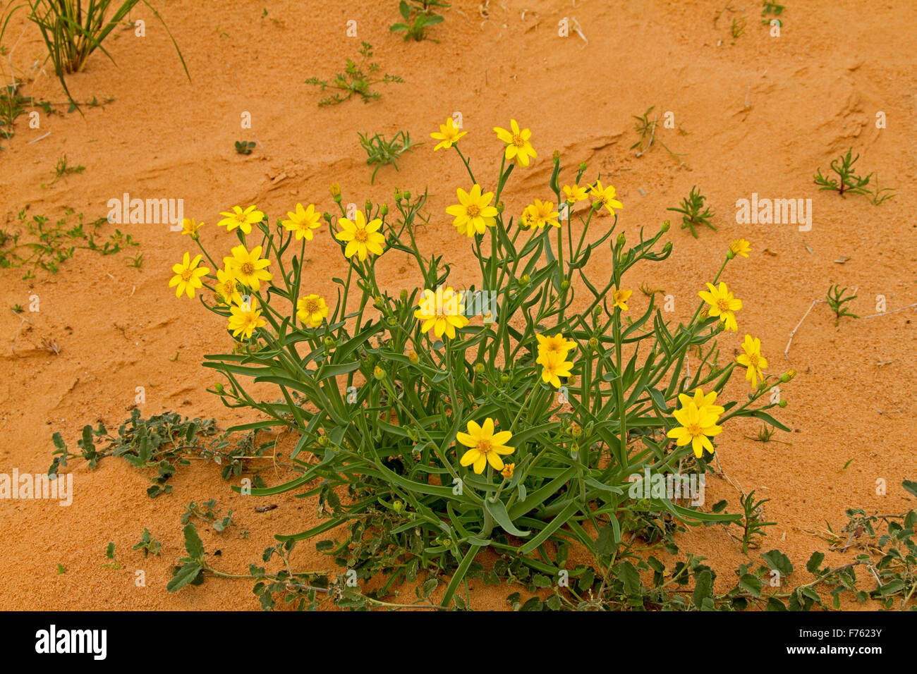 Senecio gregoril vivid yellow wildflowers & emerald foliage of annual Yellowtop /  fleshy groundsel growing in red outback soil in Australia Stock Photo