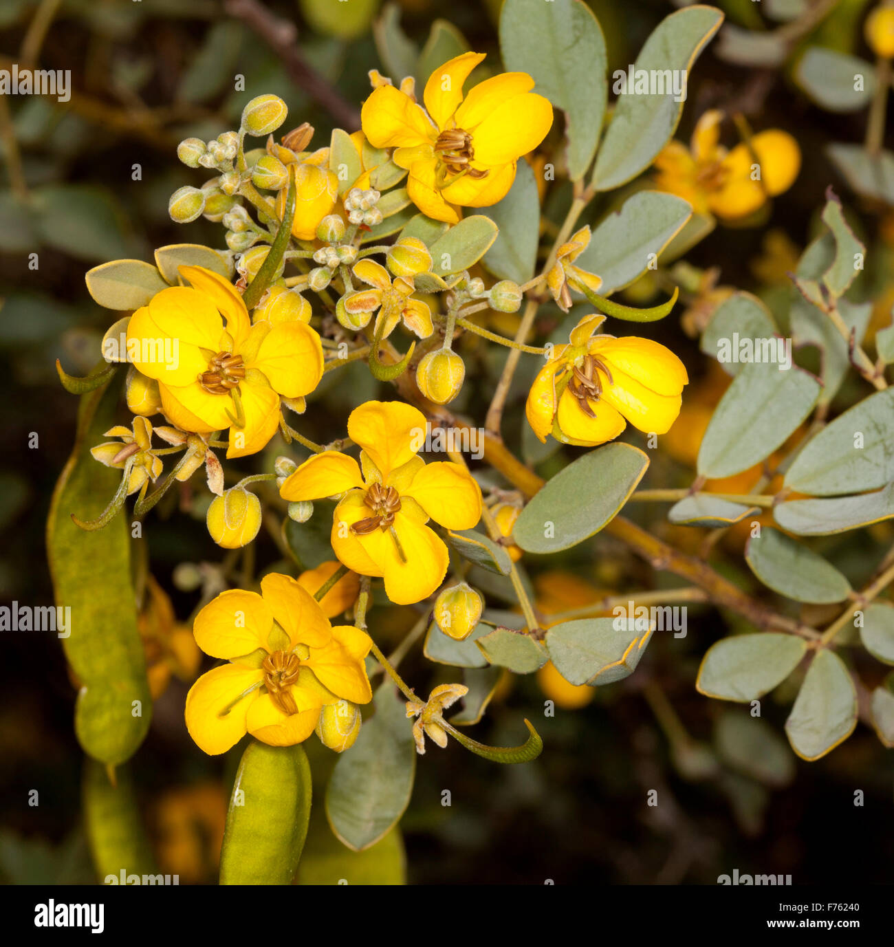 Yellow flowers, grey green leaves & seed pods of Senna artemisioides subsp. helmsii, blunt-leaved cassia, syn. Cassia helmsii in outback Australia Stock Photo