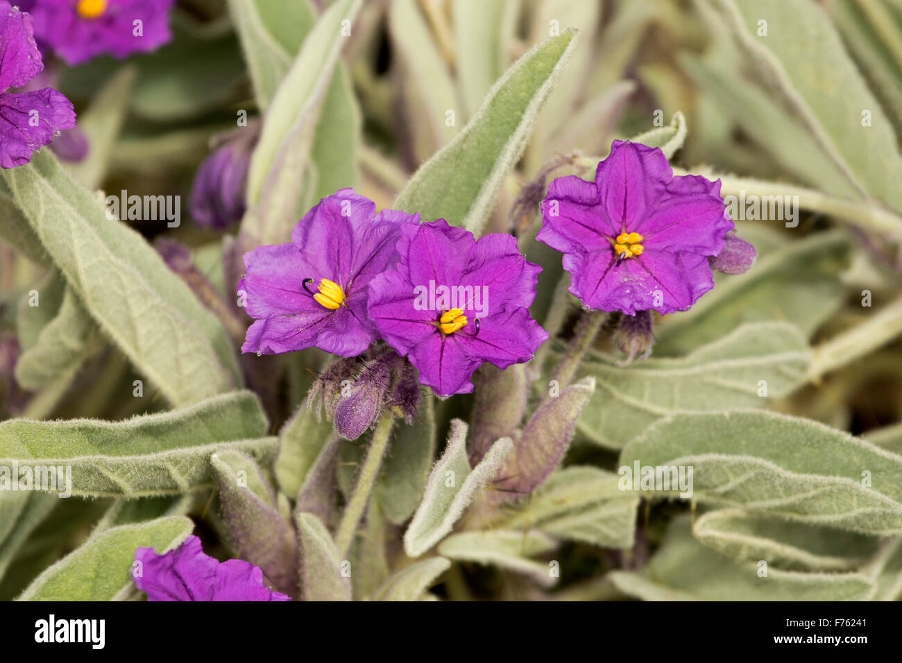 Australian wildlflowers hi-res stock photography and images - Alamy