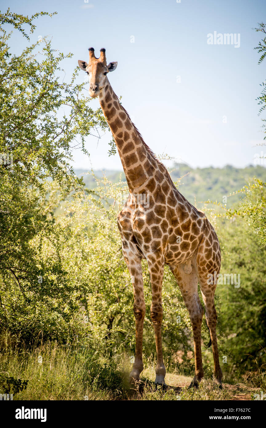 SOUTH AFRICA- Kruger National Park  Giraffe (Giraffa camelopardalis) Stock Photo