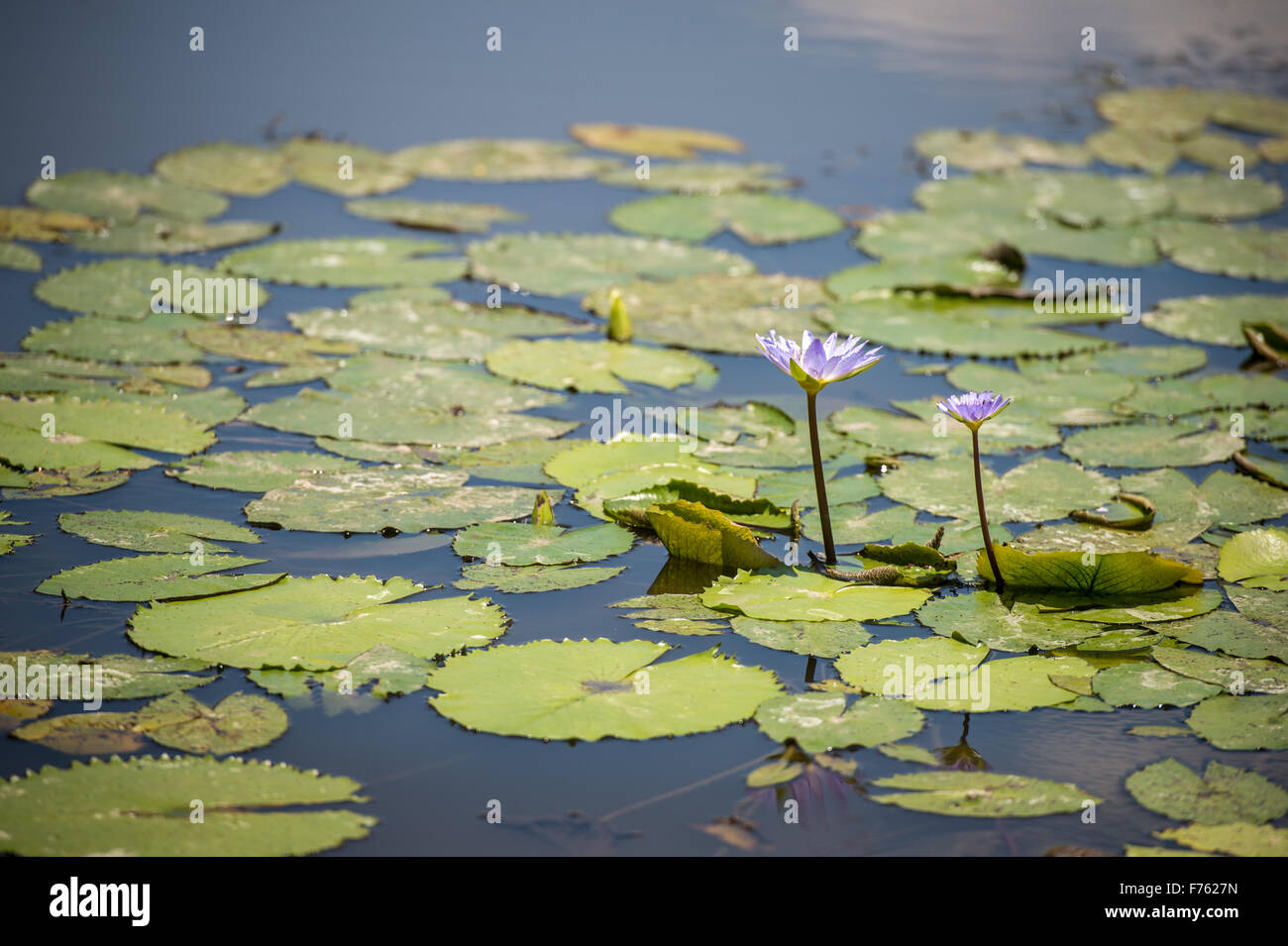 SOUTH AFRICA- Kruger National Park Lily Pad (Nymphaeaceae) Stock Photo