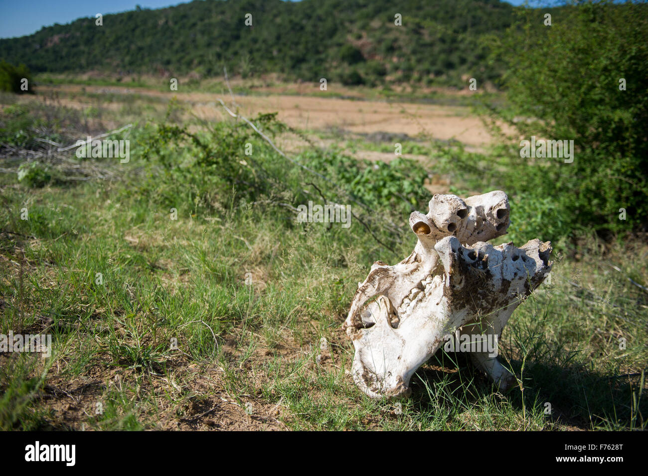 SOUTH AFRICA- Kruger National Park Hippo Remains (Hippopotamus ...