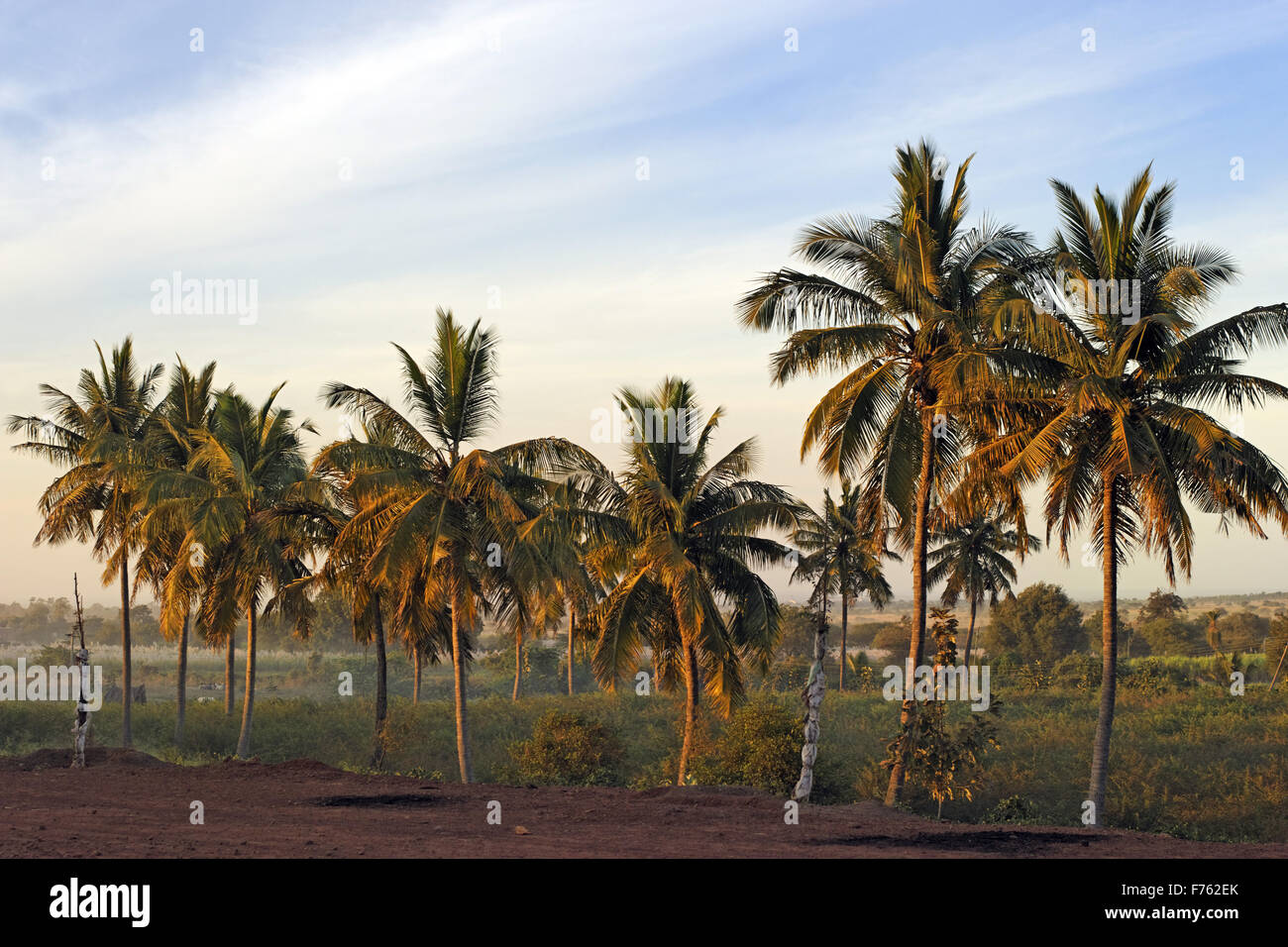 Coconut palm trees, bidar, karnataka, india, asia Stock Photo