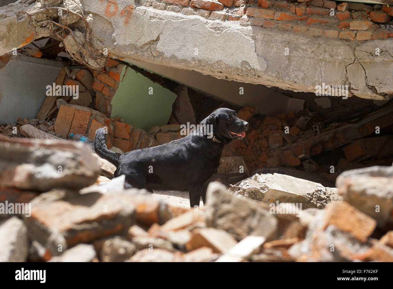 Earthquake, Earthquake Nepal, Gorkha earthquake, earthquake 2015, earthquake damage, earthquake destruction, earthquake debris, asian earthquake, Kathmandu, Nepal, Asia, dog searching dead bodies Stock Photo