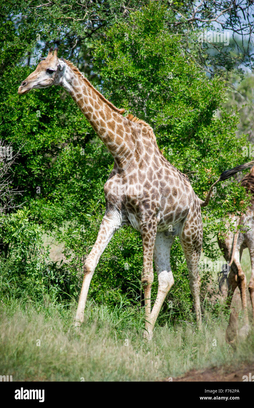 SOUTH AFRICA- Kruger National Park  Giraffe (Giraffa camelopardalis) Stock Photo