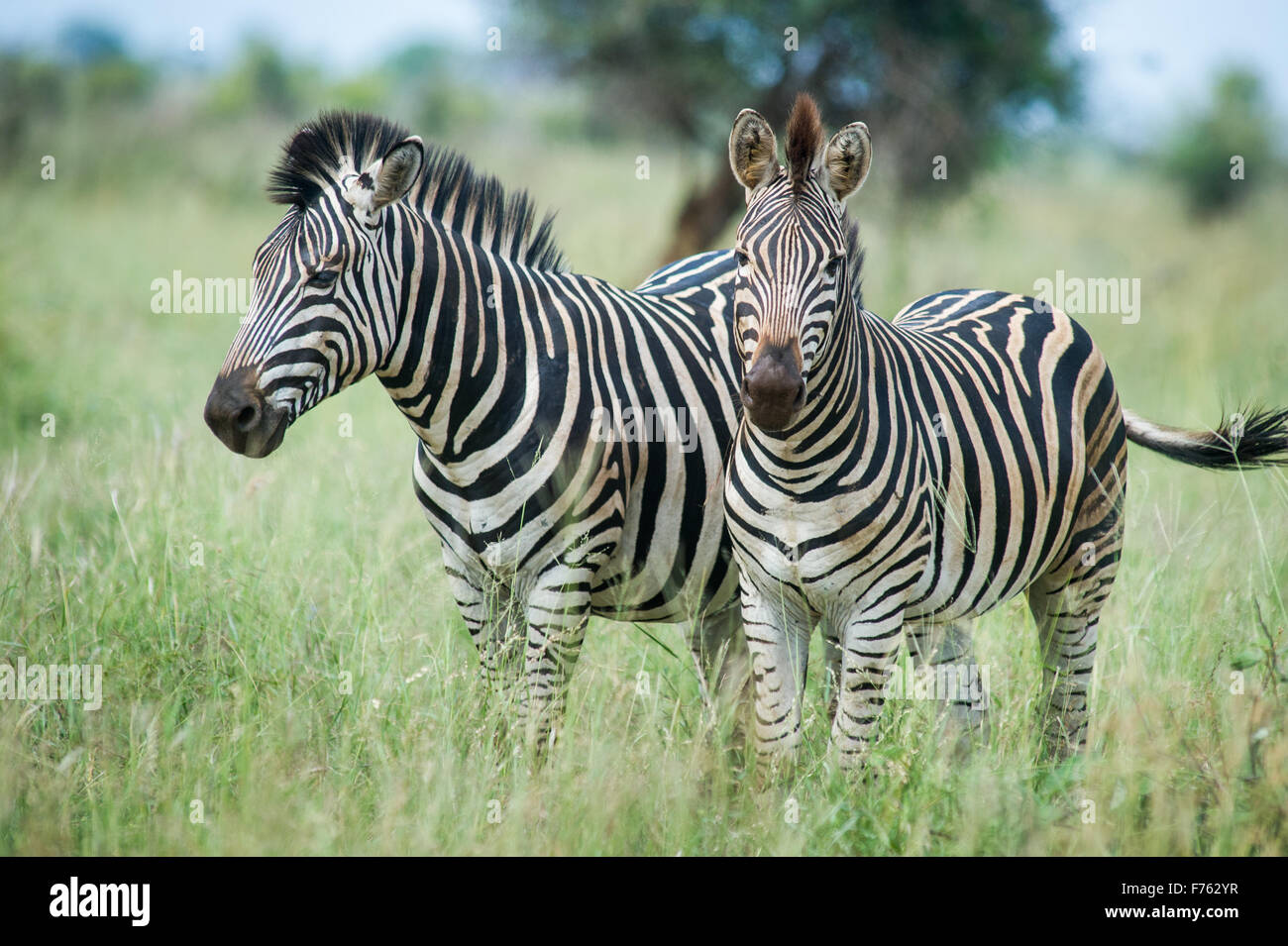 SOUTH AFRICA- Kruger National Park  Zebra (Equus burchelli) Stock Photo