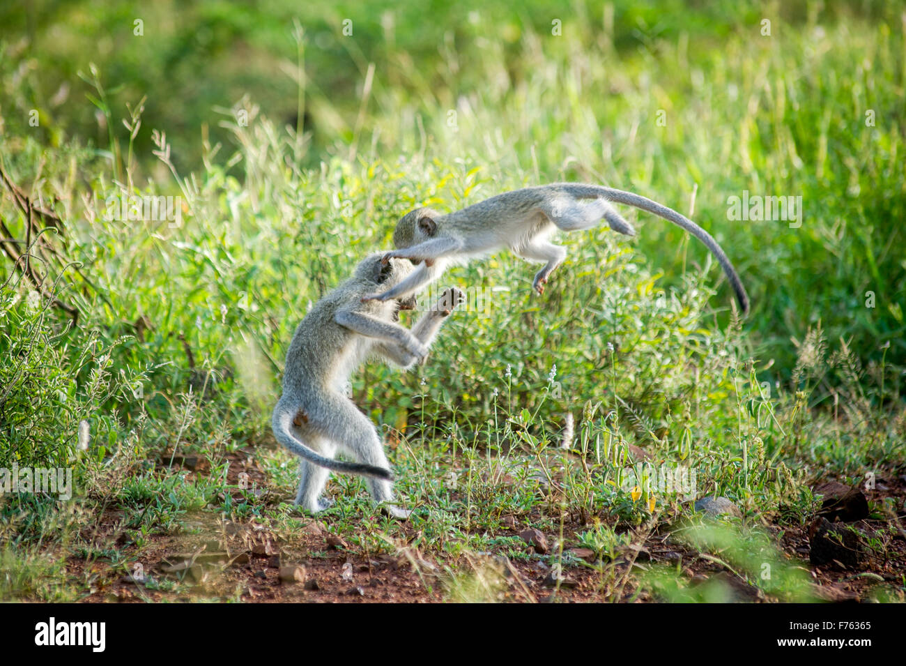 Kruger National Park, South Africa -  Vervet monkey (Chlorocebus pygerythrus) Stock Photo