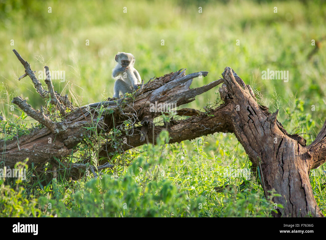 SOUTH AFRICA- Kruger National Park  Vervet Monkey (Chlorocebus pygerythrus) Stock Photo