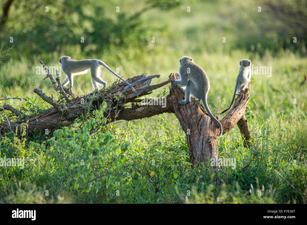 SOUTH AFRICA- Kruger National Park  Vervet Monkey (Chlorocebus pygerythrus) Stock Photo