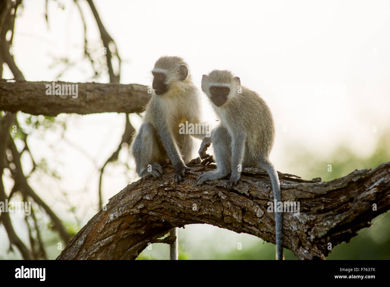SOUTH AFRICA- Kruger National Park  Vervet Monkey (Chlorocebus pygerythrus) Stock Photo