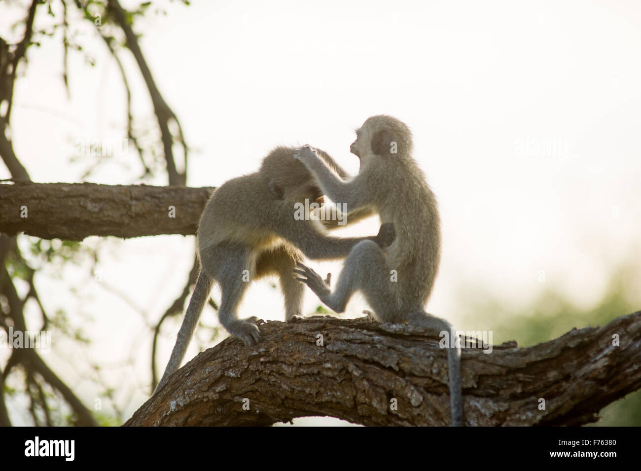 SOUTH AFRICA- Kruger National Park  Vervet Monkey (Chlorocebus pygerythrus) Stock Photo