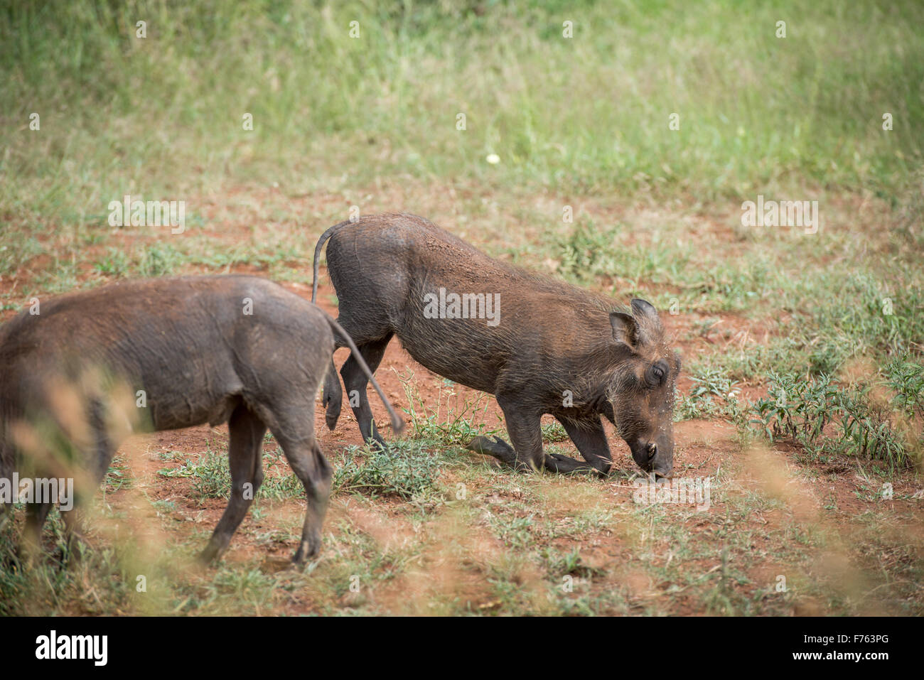 SOUTH AFRICA- Kruger National Park  Warthog (Phacochoerus africanus) Stock Photo