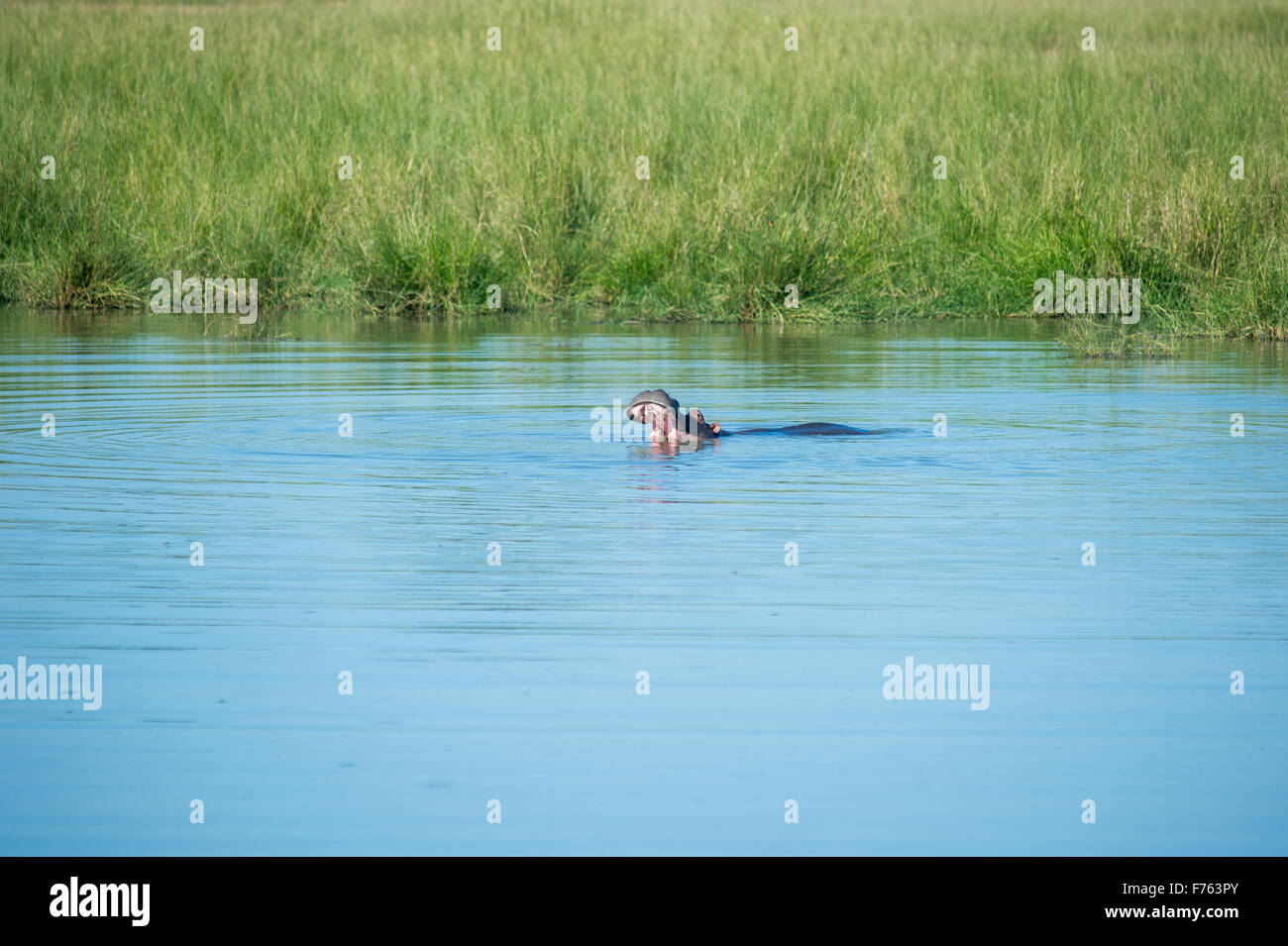 SOUTH AFRICA- Kruger National Park  Hippo (Hippopotamus amphibius) Stock Photo