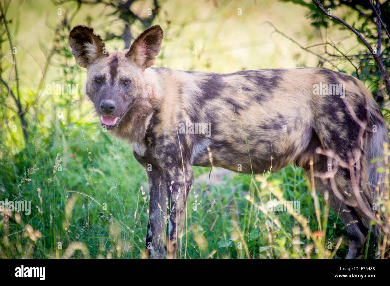 SOUTH AFRICA- Kruger National Park  African Wild Dog (Lycaon pictus) Stock Photo