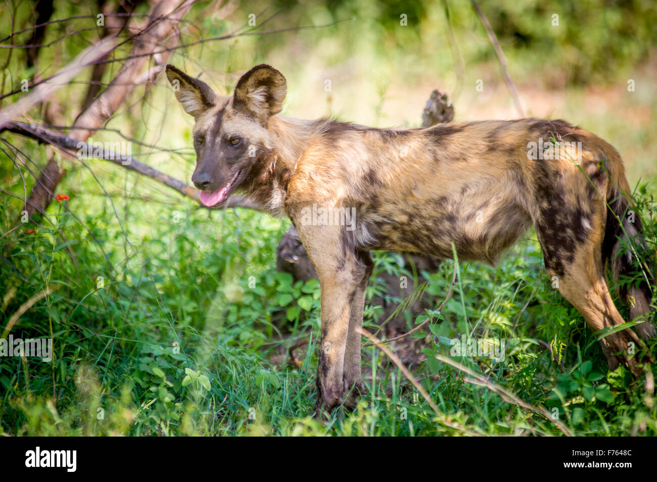 African Wild Dog at Kruger National Park in South Africa. (Lycaon pictus) Stock Photo
