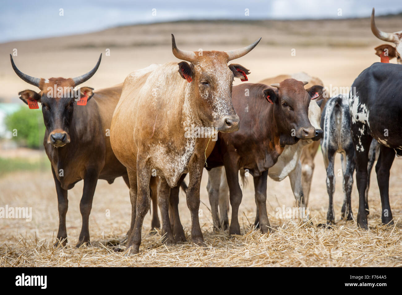 Nguni Cattle in South Africa Stock Photo Alamy