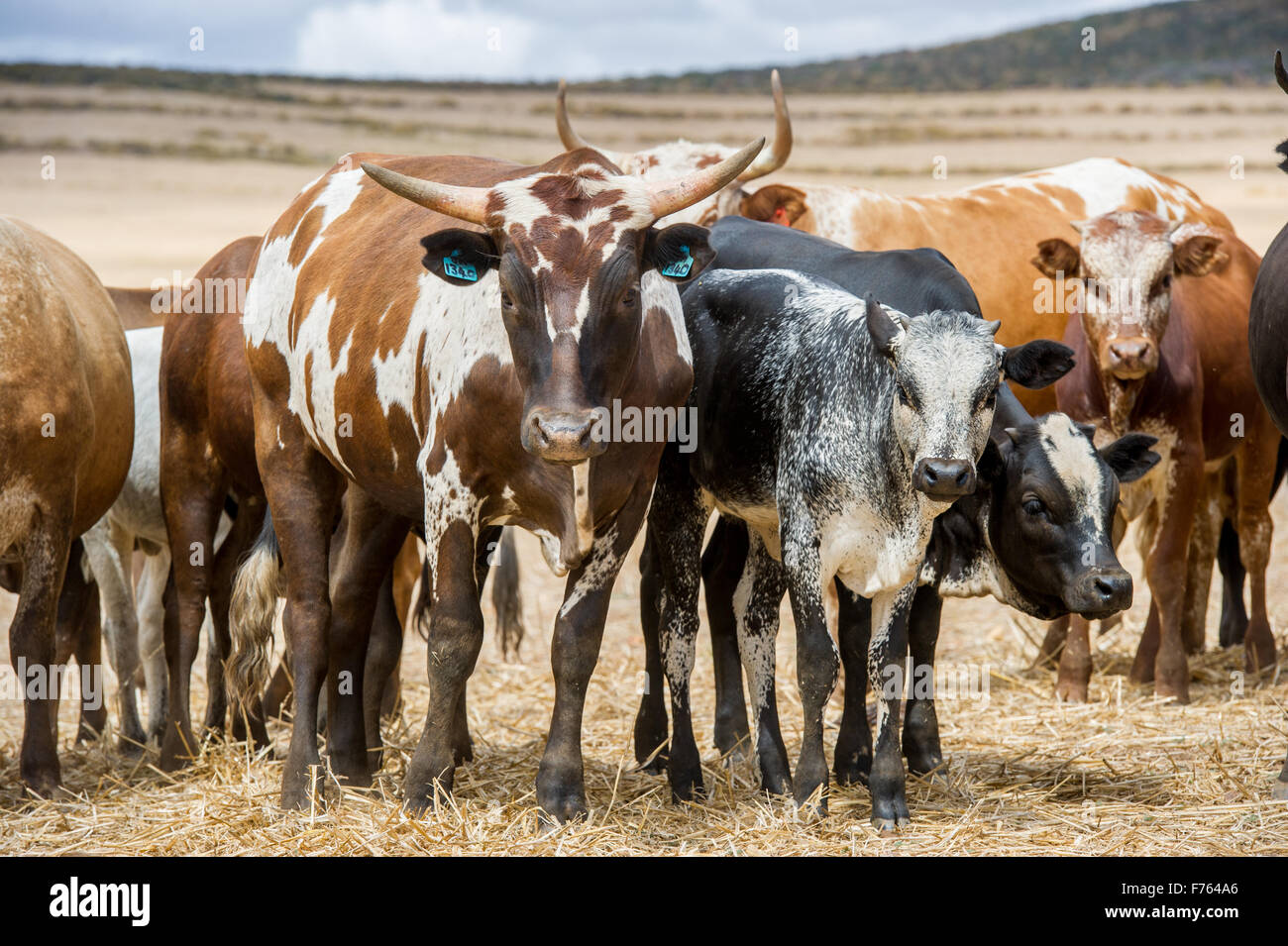 Nguni Cattle in South Africa Stock Photo Alamy