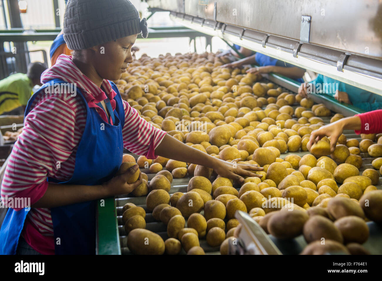 Woman working at a potato processing plant in South Africa Stock Photo