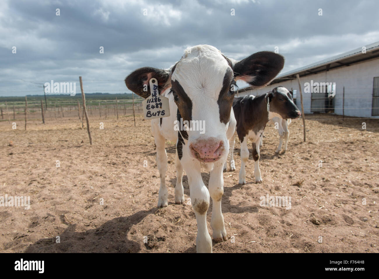 SOUTH AFRICA Cows on dairy farm Stock Photo Alamy
