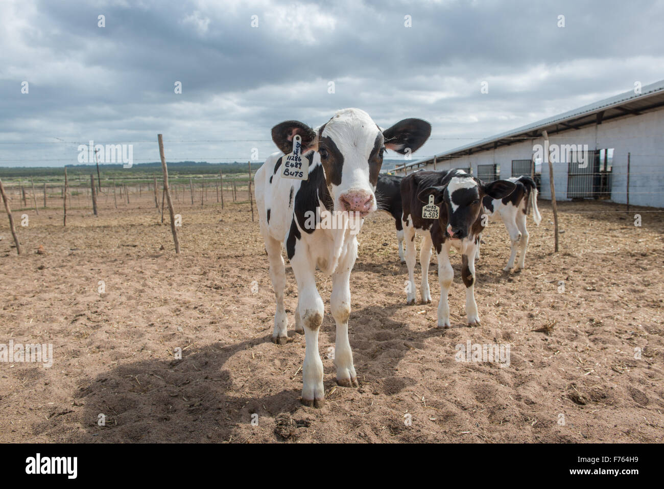 SOUTH AFRICA Cows on dairy farm Stock Photo Alamy