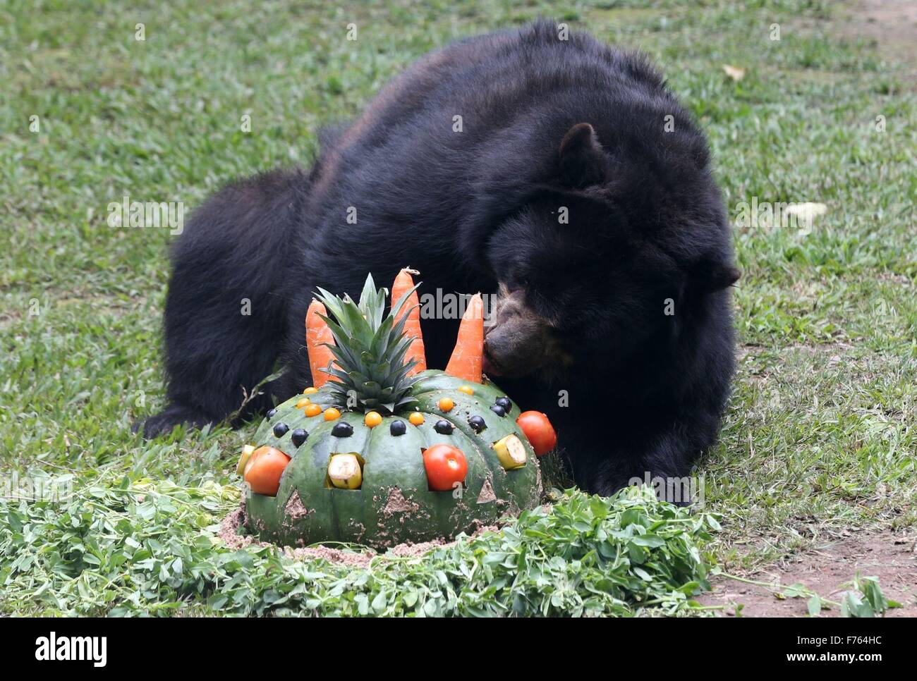 Lima, Peru. 25th Nov, 2015. 'Star', a female bear of the species Spectacled bear, eats a cake on the occasion of its 16th birthday, at the Park of the Legends, in Lima, Peru, on Nov. 25, 2015. Credit:  Norman Cordova/ANDINA/Xinhua/Alamy Live News Stock Photo