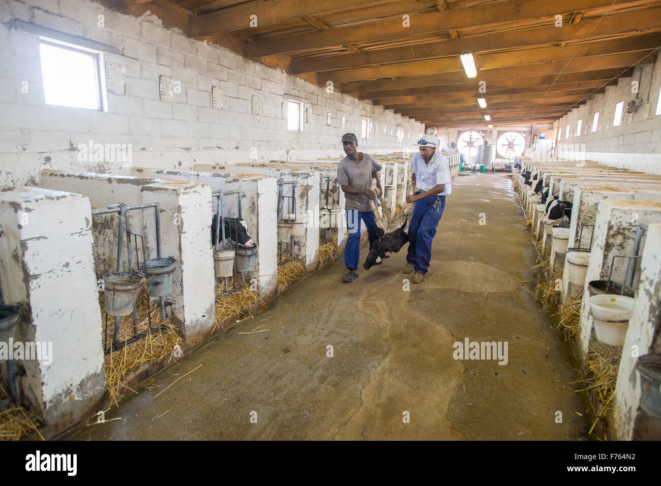 SOUTH AFRICA Cows on dairy farm Stock Photo Alamy