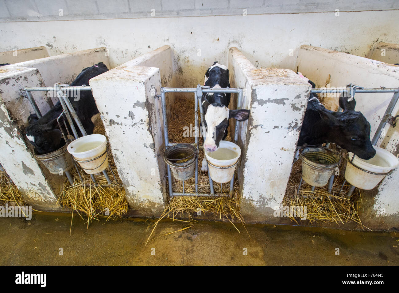 SOUTH AFRICA- Cows On Dairy Farm Stock Photo - Alamy