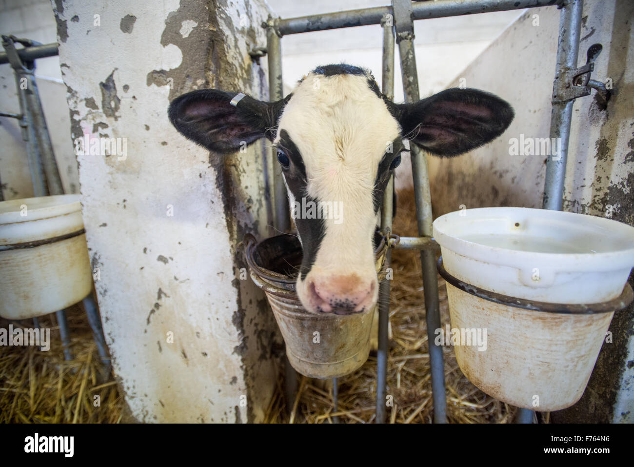 Cow africa farm milk hires stock photography and images Alamy