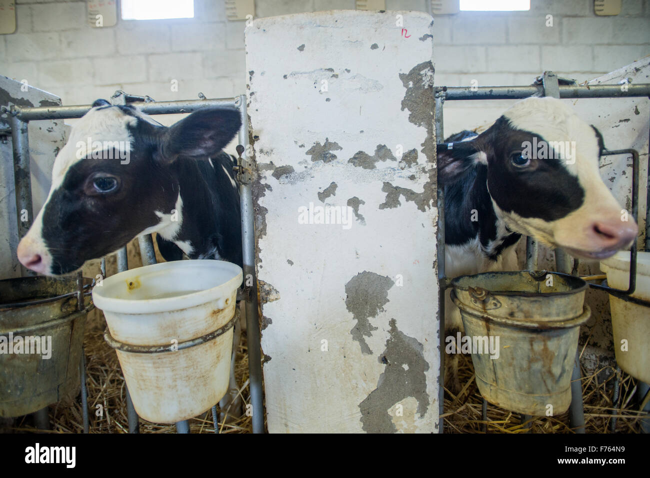 SOUTH AFRICA Cows on dairy farm Stock Photo Alamy