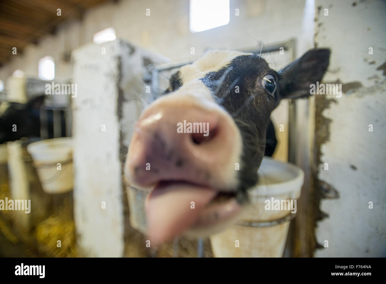 SOUTH AFRICA Cows on dairy farm Stock Photo Alamy