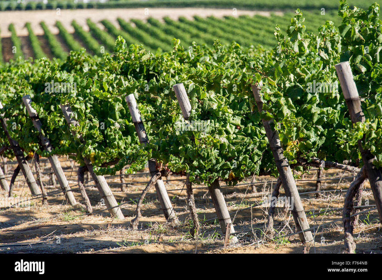 SOUTH AFRICA Rows of vineyard Stock Photo Alamy