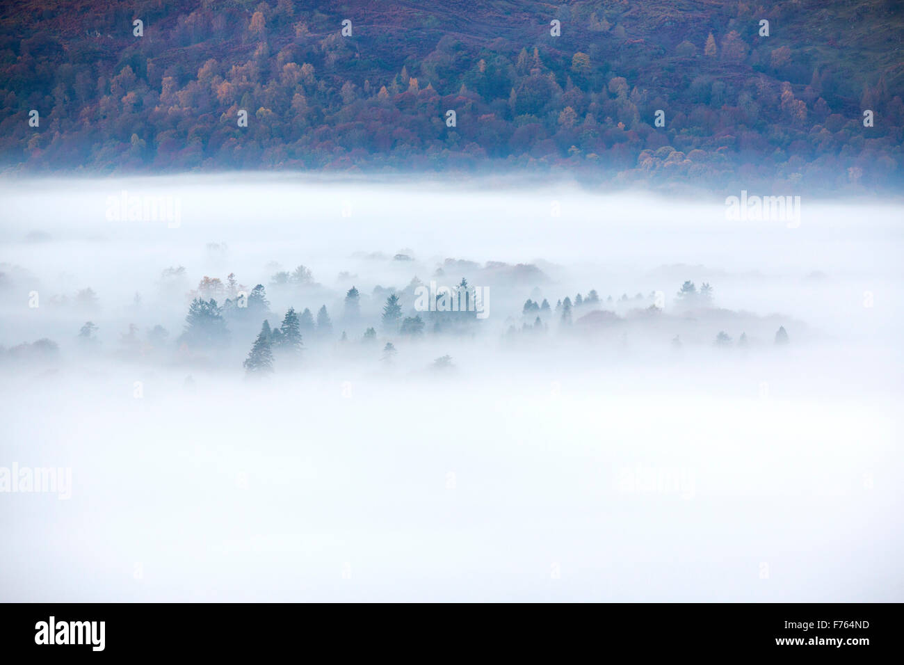 Trees poking through valley mist near ambleside in the Lake District, at dawn. Stock Photo