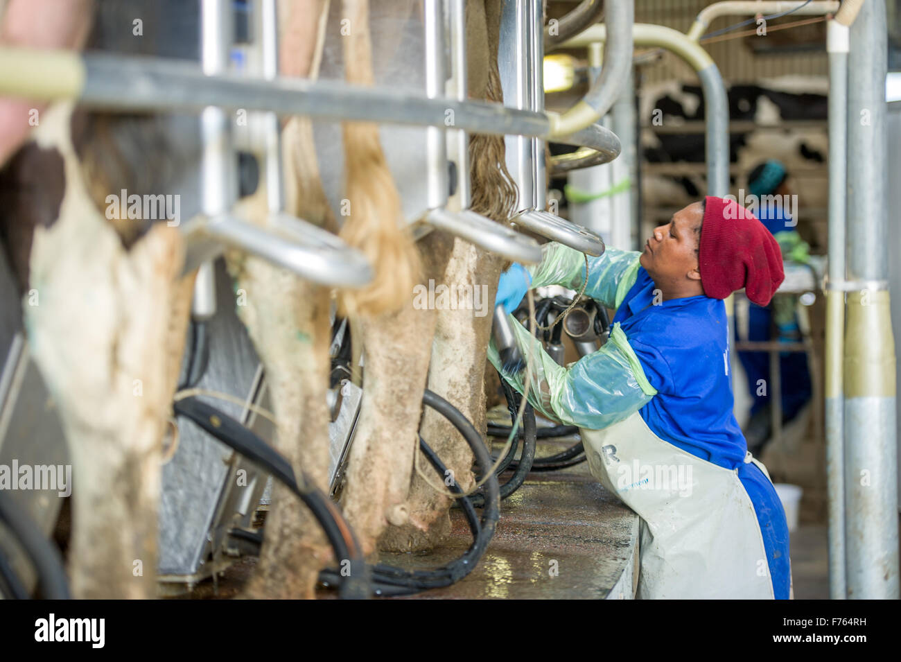 SOUTH AFRICA Cows being milked on dairy farm Stock Photo Alamy